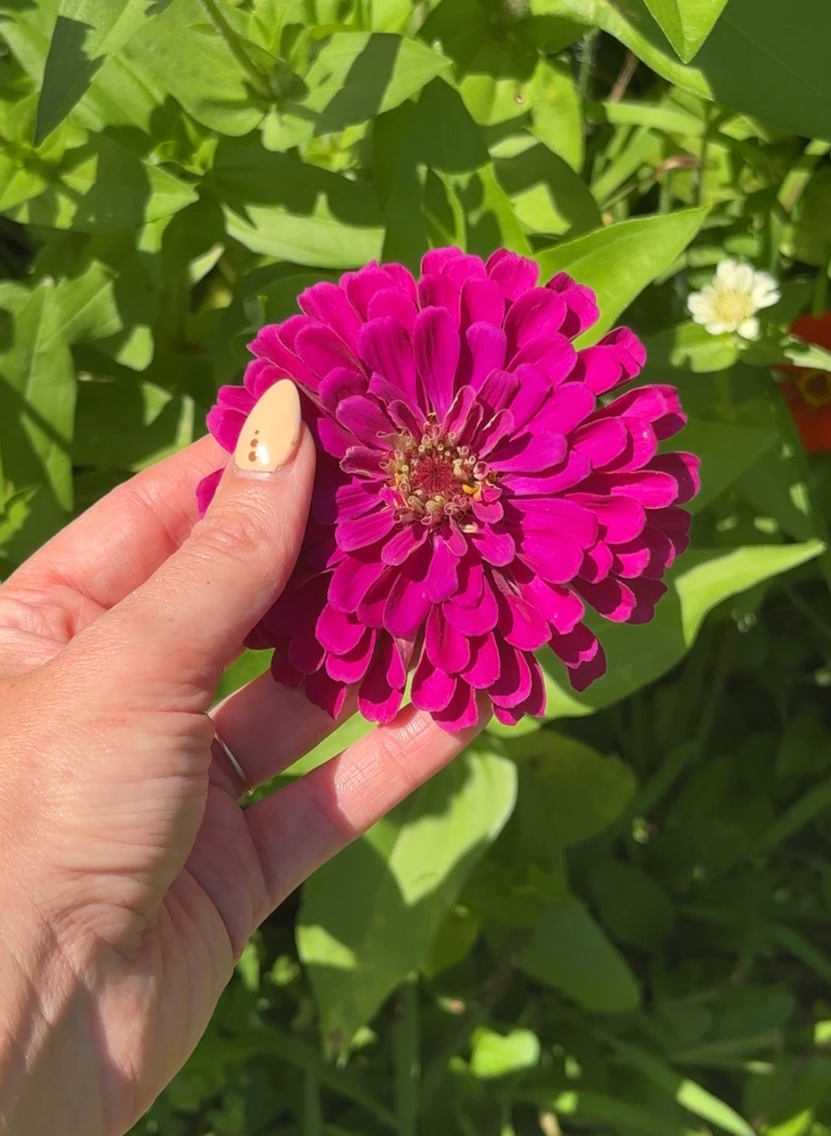 Zinnia Botanical Facial Oil