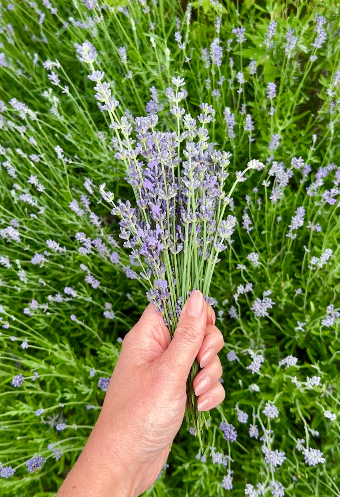 Lavender Botanical Facial Oil