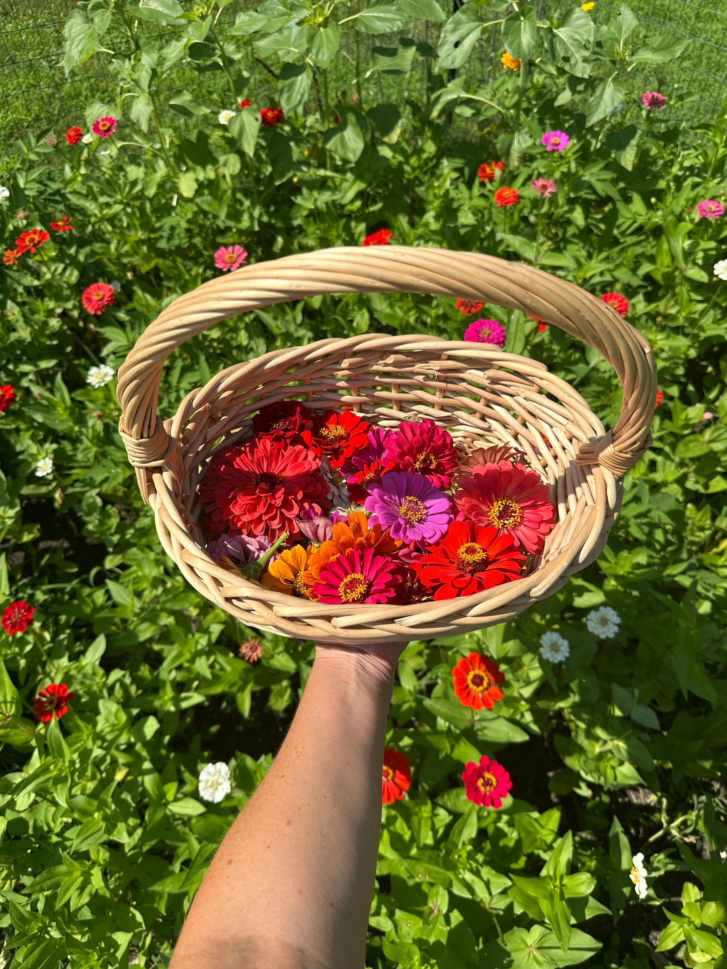 Zinnia Botanical Facial Oil