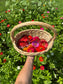 Zinnia Botanical Facial Oil