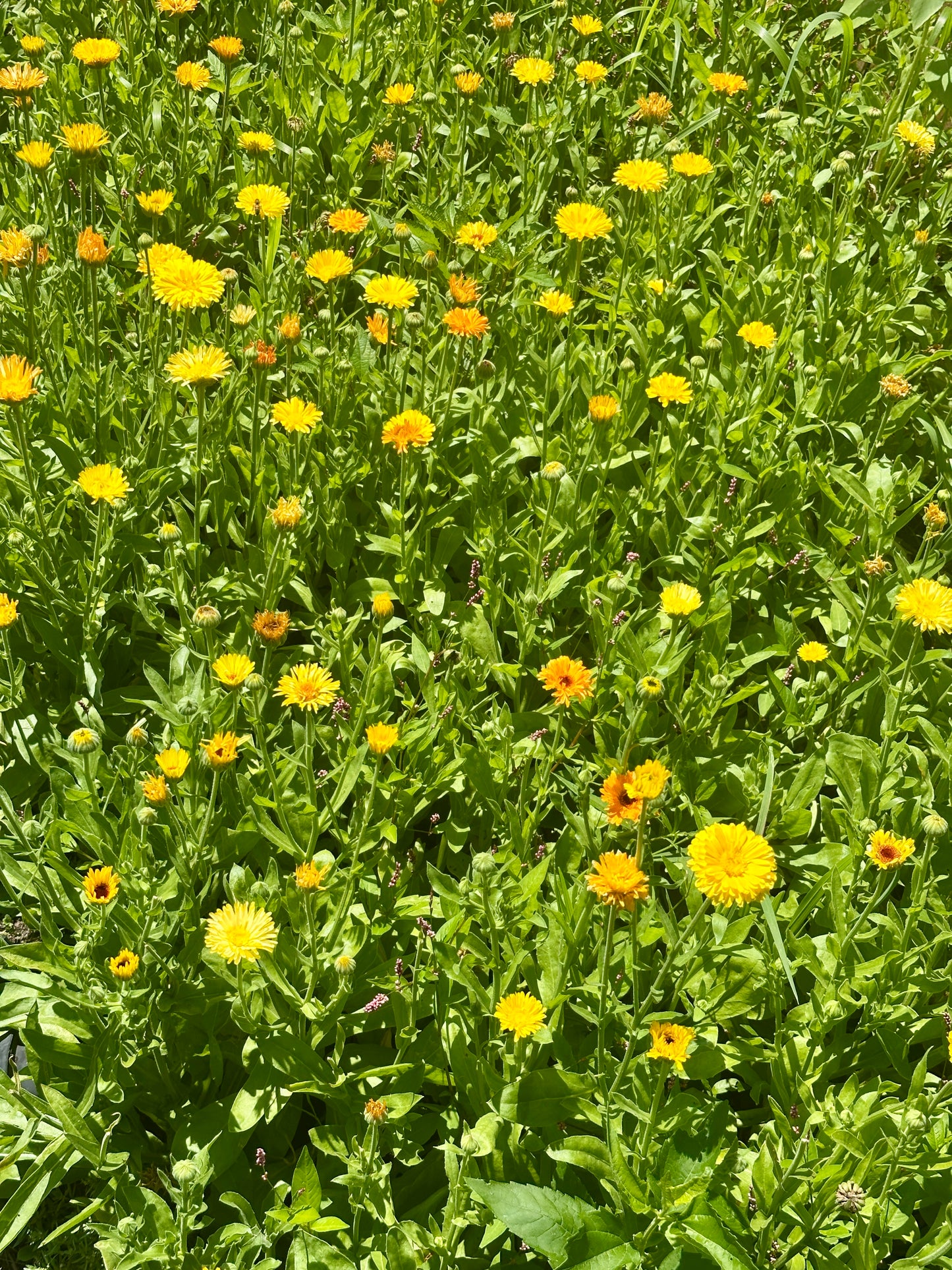 Calendula Botanical Facial Oil