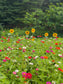 Homegrown Zinnia Infused Botanical Facial Oil