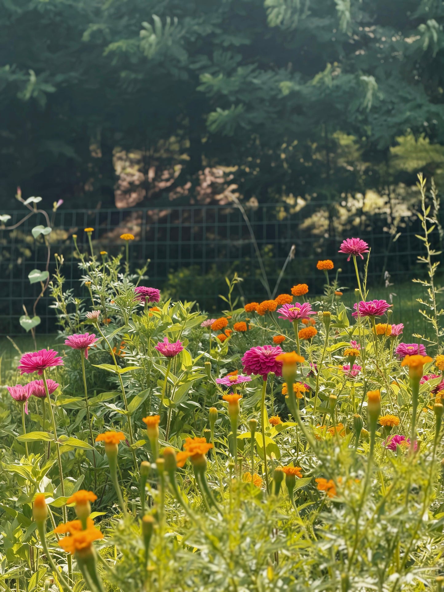 Homegrown Zinnia Infused Botanical Facial Oil