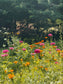 Homegrown Zinnia Infused Botanical Facial Oil